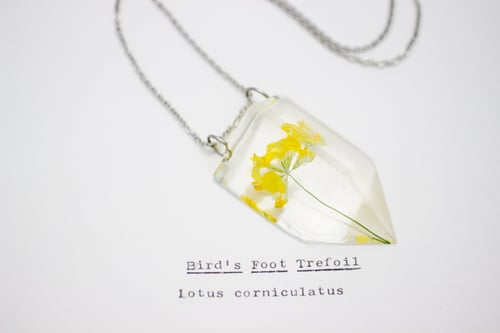 Image of Bird's Foot Trefoil (Lotus corniculatus) - Small #1