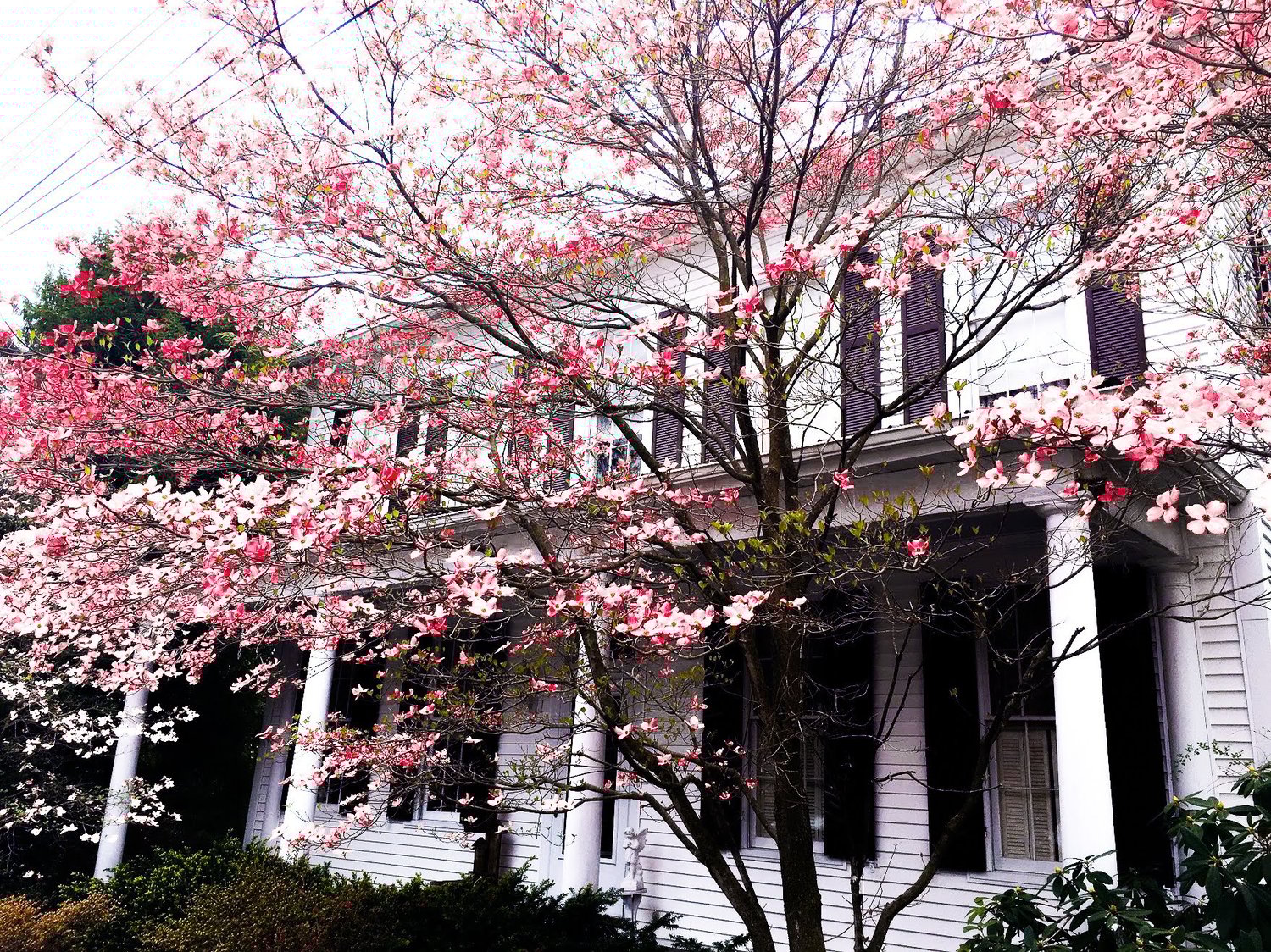 Image of white house