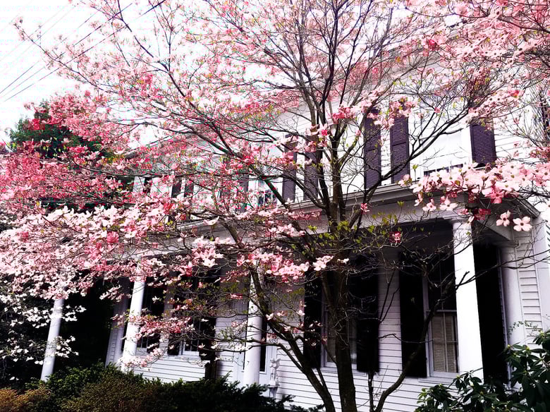 Image of white house