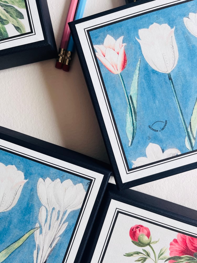 Image of 6_TULIPES