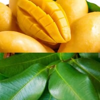 Image 1 of ISLAND GIRL-Mango,Bayrum