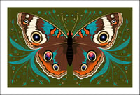 Buckeye Butterfly Print