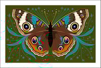 Buckeye Butterfly Print