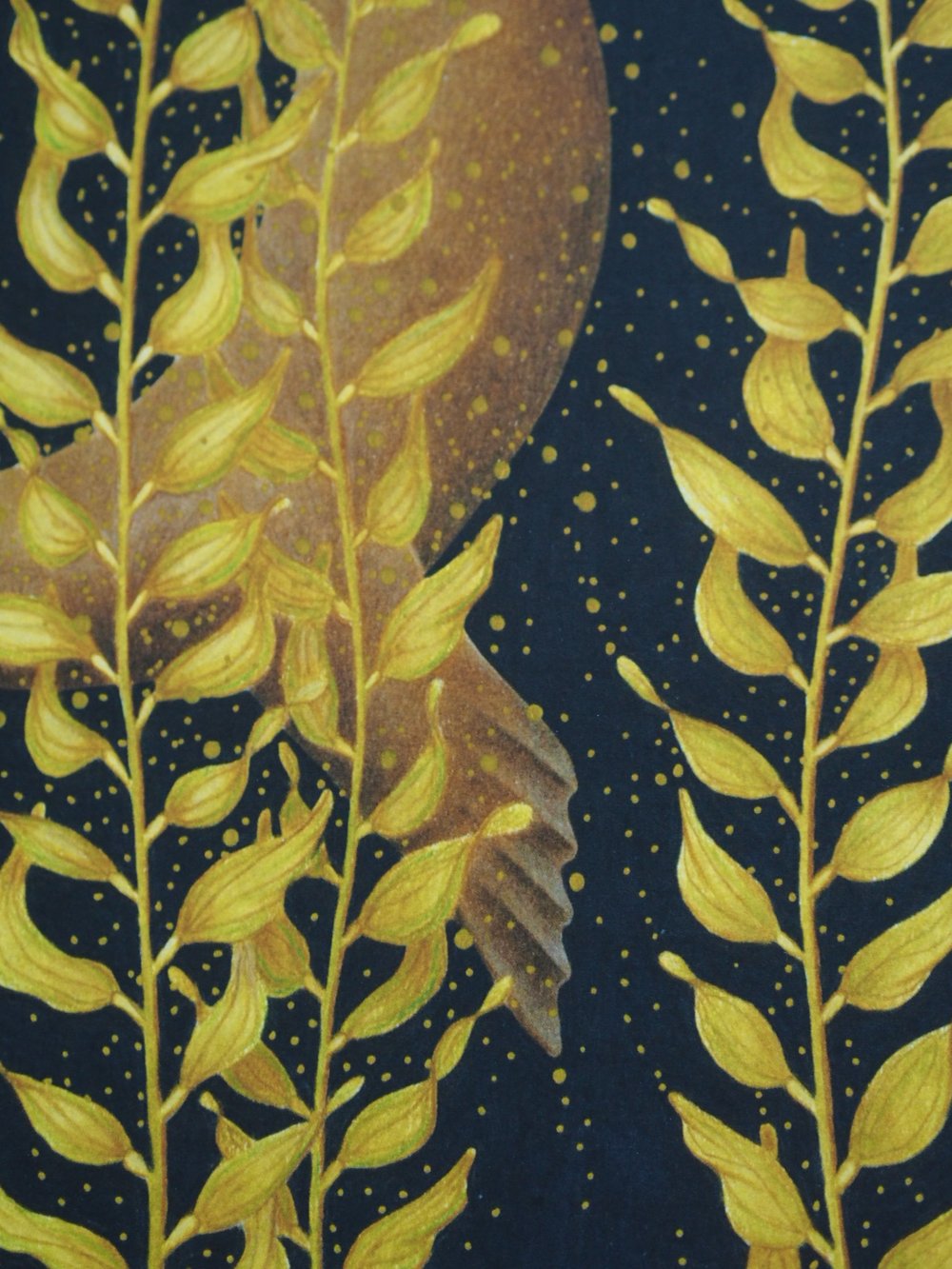 Image of Magic Seeker Sea Lion in Sea Kelp Fine Art Print Extra Heavyweight A3