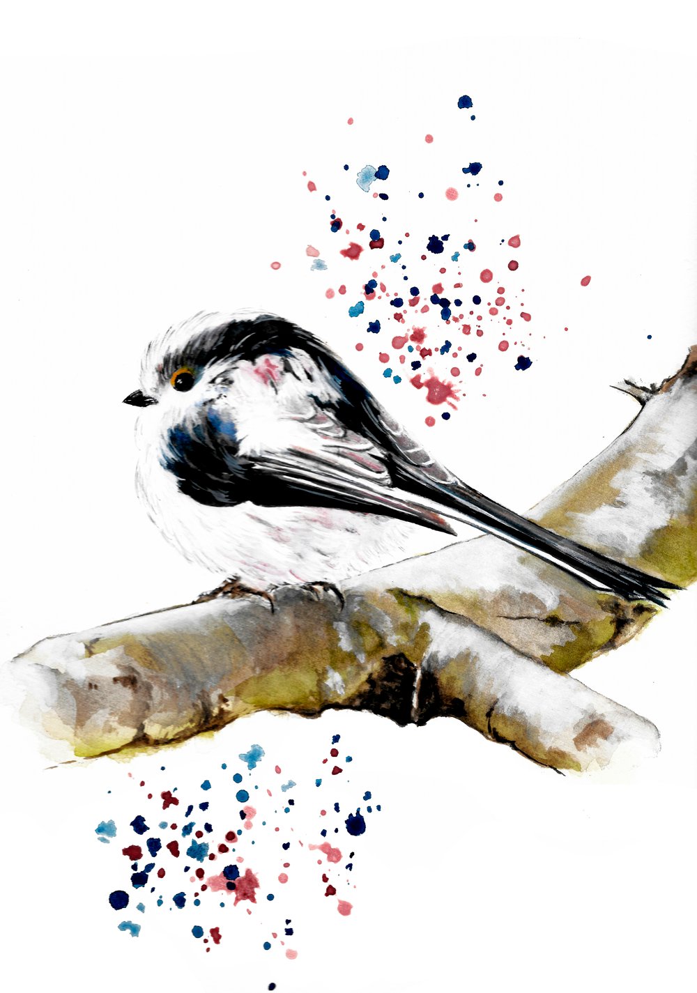 Image of Long Tailed Tit - From The CountryLife Collection