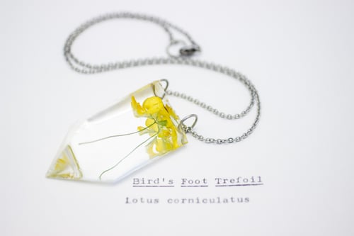 Image of Bird's Foot Trefoil (Lotus corniculatus) - Small #3