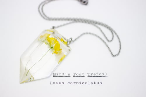 Image of Bird's Foot Trefoil (Lotus corniculatus) - Small #5