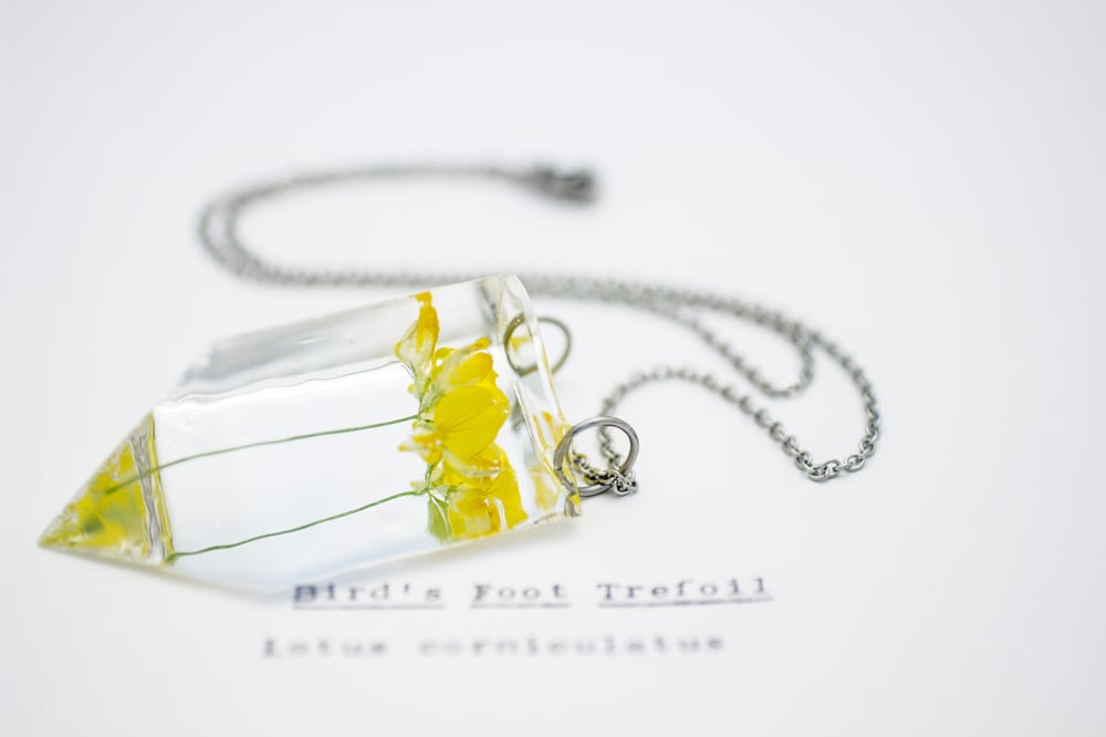 Image of Bird's Foot Trefoil (Lotus corniculatus) - Small #5