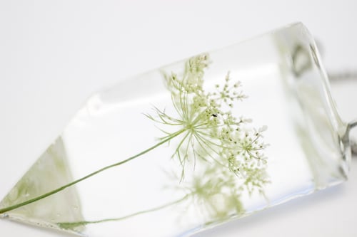 Image of Queen Anne's Lace (Daucus carota) - Small #1