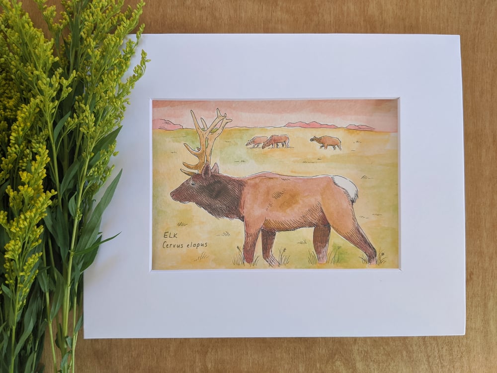 Image of Elk watercolor