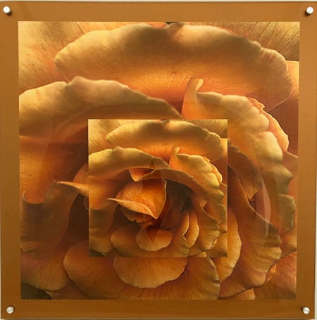 Image of Orange Petals 24"x24"