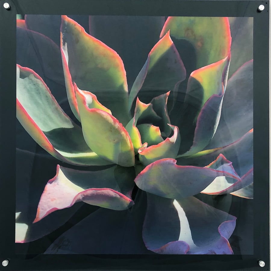 Image of Succulent in the Morning Sun 24"x24"