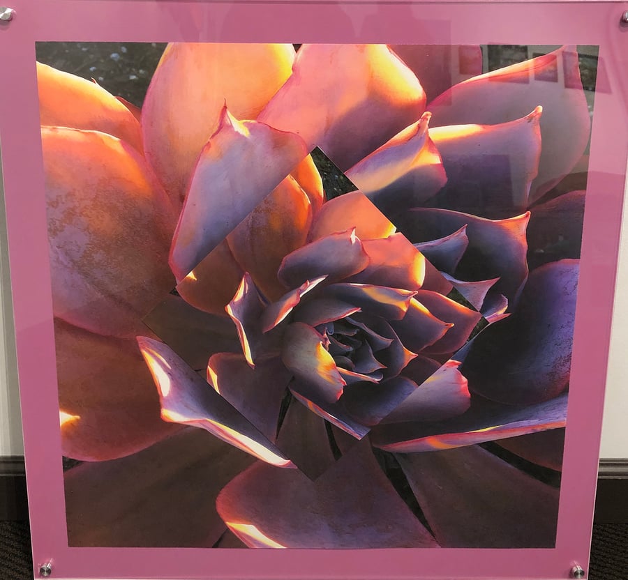 Image of Pink and Purple Echeveria 24"x24"