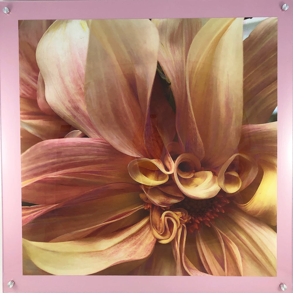 Image of Inside the Dahlia  24"x24"