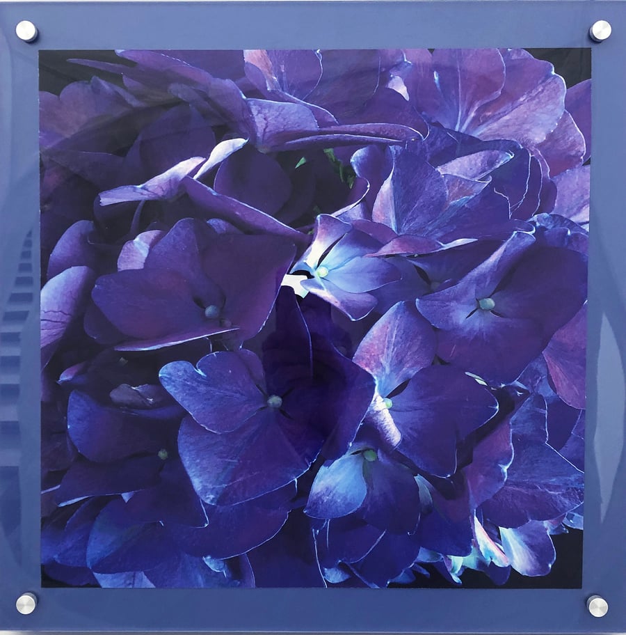 Image of Purple Hydrangea 16"x16"