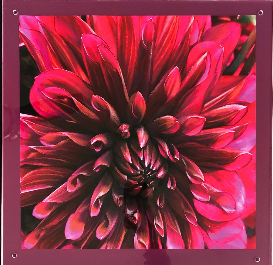 Image of Magenta Dahlia