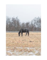 Winter Horse