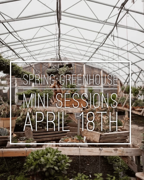 Image of Spring Greenhouse Mini Sessions