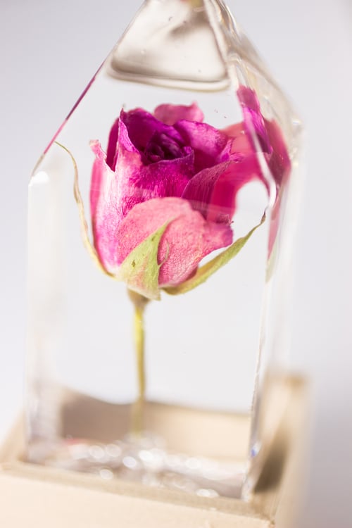 Image of Pink Rose (Rosa) - Floral Prism Desk Light #2