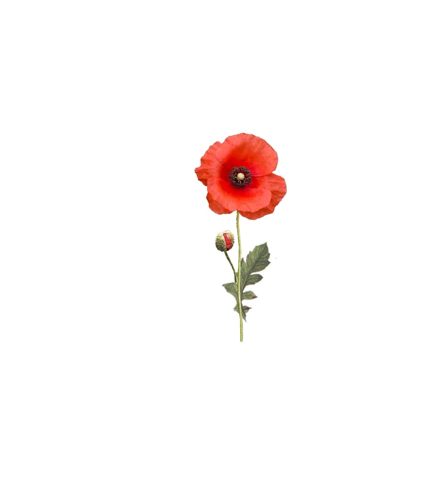 Image of Poppy Tattoo #4