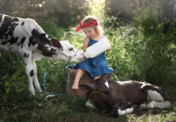 Image of Baby Cow Mini