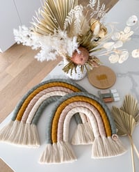 Image 1 of Golden Wattle Rainbow Mini + Standard 