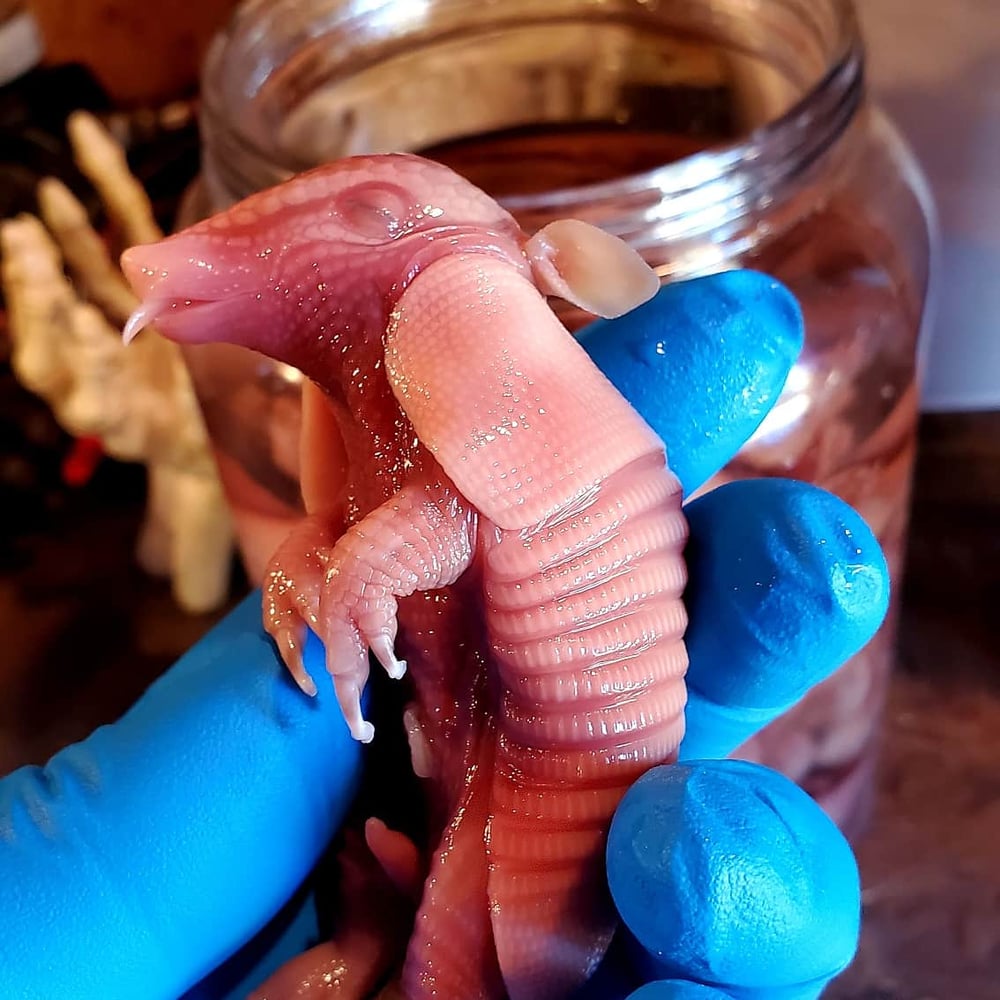 Image of Dillo Pickle (fetal armadillo)