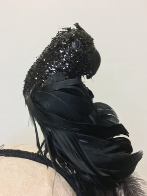 Image of Black bird