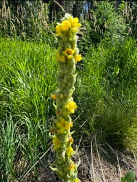 Image 3 of WILD Remedies Series -APRIL 19th- Spring Unfurling