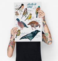 Image 1 of Ocells de camp/Farm birds