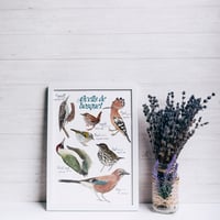 Image 2 of Ocells de bosquet/Forest birds