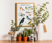 Image 3 of Ocells de jardí/Garden birds