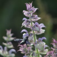 Image 2 of Clary Sage Essential Oil