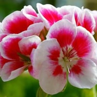 Image 2 of Geranium Essential Oil
