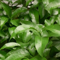 Image 2 of Petitgrain Essential Oil