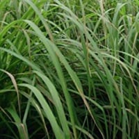 Image 2 of Citronella Essential Oil