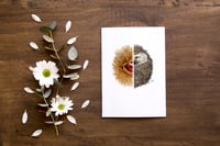 Image 2 of Hedgehog and chestnut