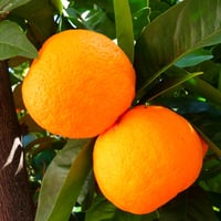 Image 2 of Sweet Orange Essential Oil