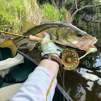 Image 4 of Matlacha Minnow 
