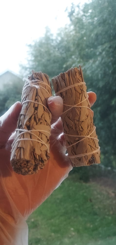 California white sage 4"L