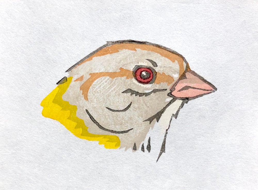 Image of Olive sparrow