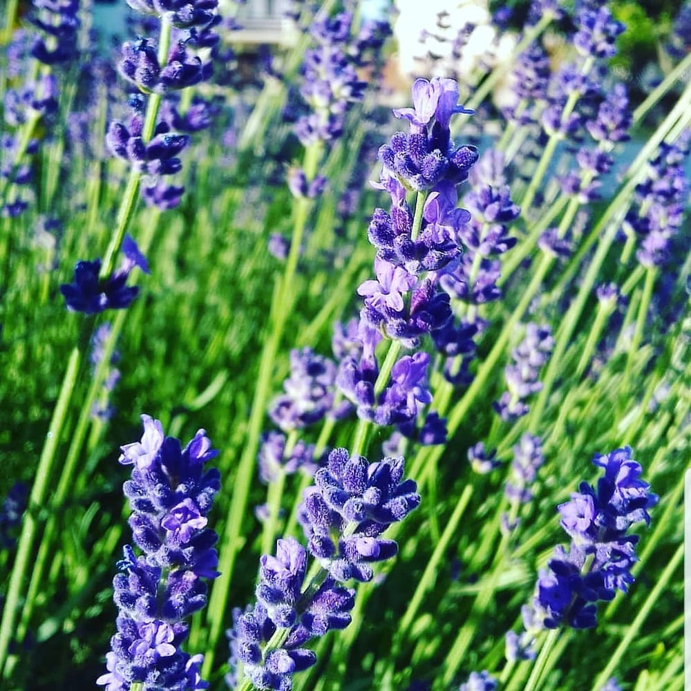 Image of Lavender Hair and Body Butter