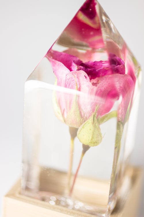 Image of Pink Rose (Rosa) - Floral Prism Desk Light #1
