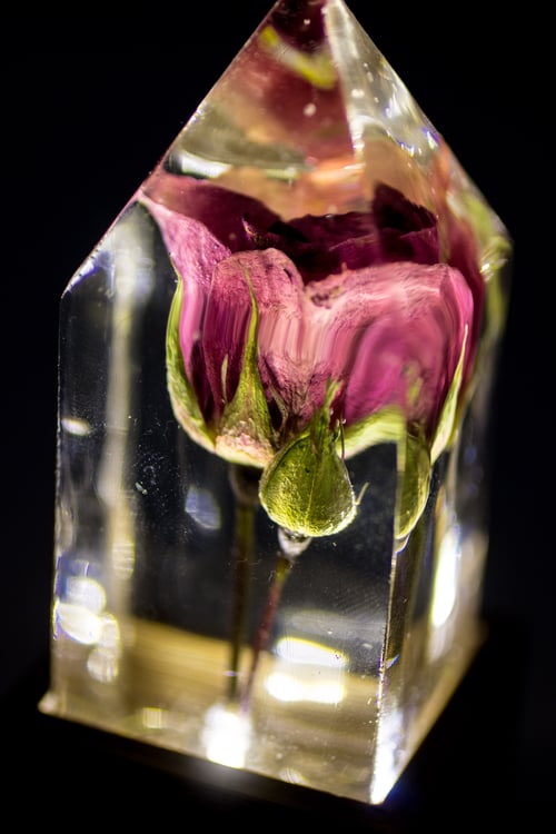 Image of Pink Rose (Rosa) - Floral Prism Desk Light #1