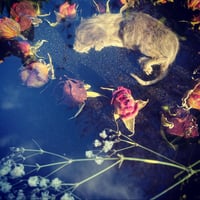 Image 2 of Mummified gray kitten