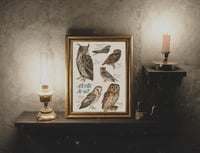Image 2 of Ocells de nit/ Nocturnal birds