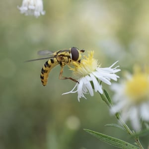 Image of Hover Fly on Aster