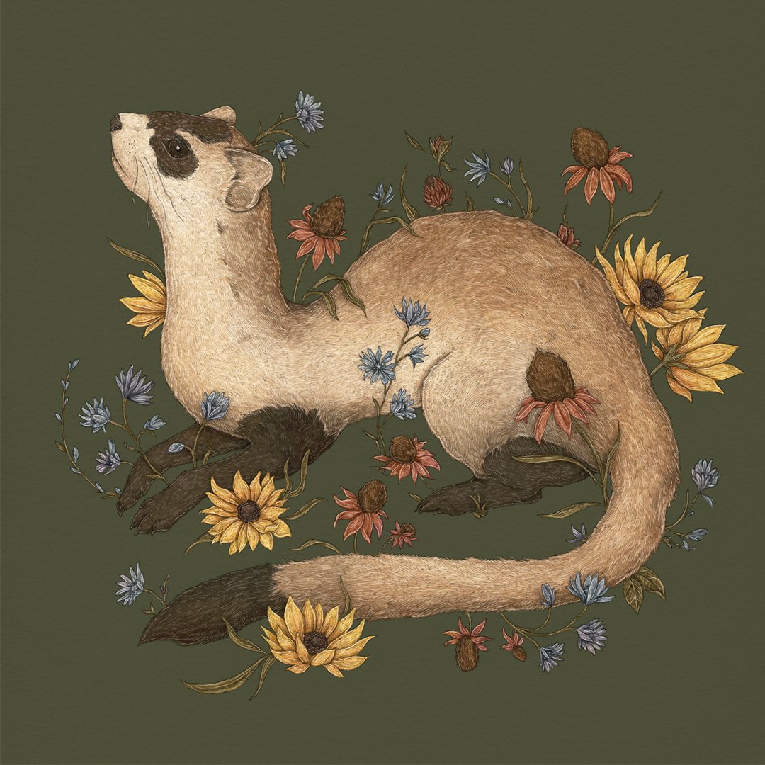 Image of Black-footed Ferret Print