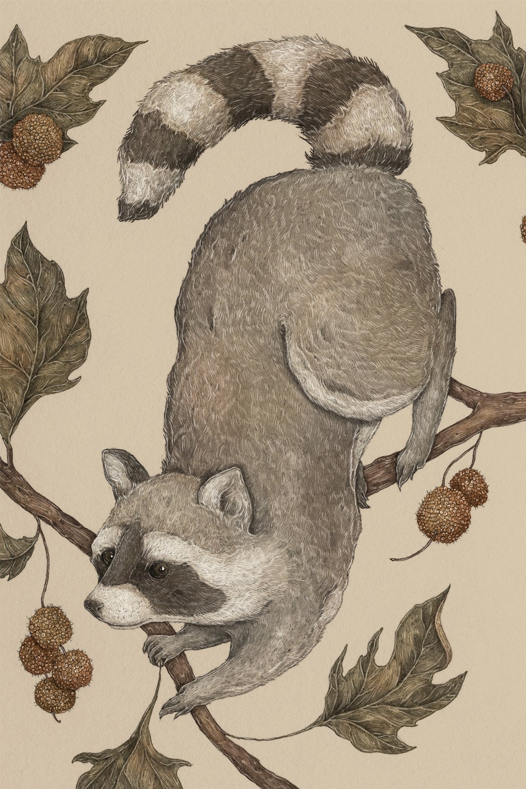 'Young & Restless' Raccoon store print