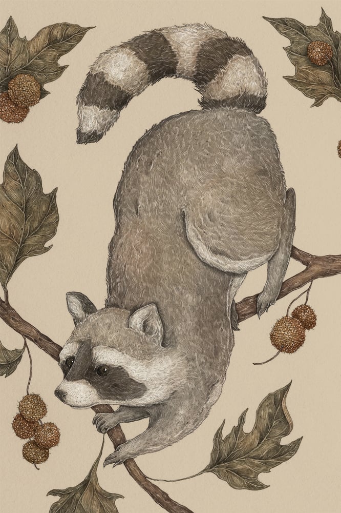 Image of The Raccoon and Sycamore Print